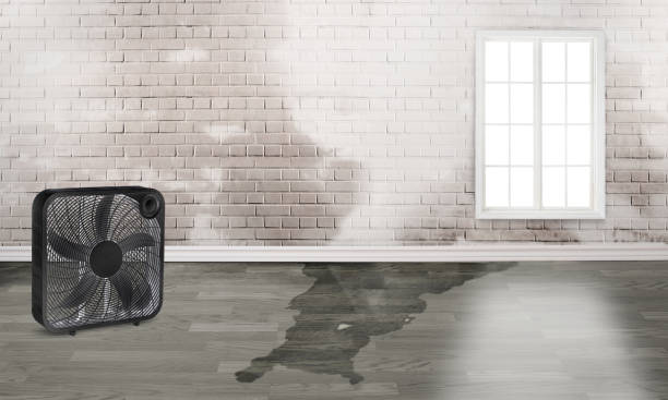 Best Water damage contractors near me  in Byron, MN